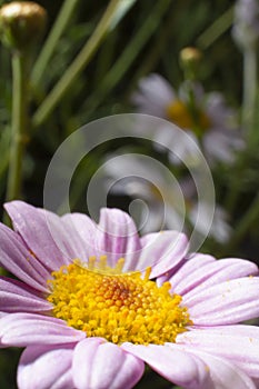 Yellow stamens of a flower