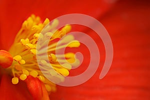 Yellow stamens of flower begonia with red petals