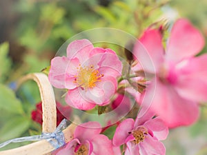 Yellow Stamens of The Pink Ramble Rose