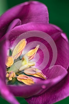 Yellow stamens with pollen in the magenta tulip