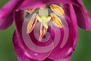 Yellow stamens with pollen in pink tulip