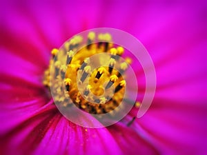 yellow stamens in purple flower abstract background