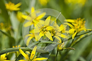 Yellow star of bethlehem