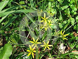 Yellow star-of-Bethlehem, botany name Gagea lutea, plant of family liliaceae, yelllow spring flower