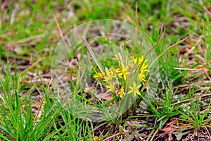 Yellow star-of-Bethlehem flowers (Gagea lutea) on green meadow