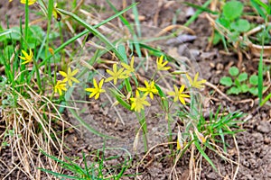 Yellow star-of-Bethlehem flowers (Gagea lutea) on green meadow