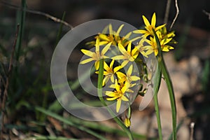 Yellow star of Bethlehem Gagea lutea early spring flower, a flowering plant in the family Liliaceae, a bulb-forming perennial