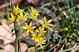 Yellow star of Bethlehem Gagea lutea early spring flower, a flowering plant in the family Liliaceae, a bulb-forming perennial