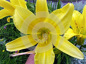 Yellow star gazer lily