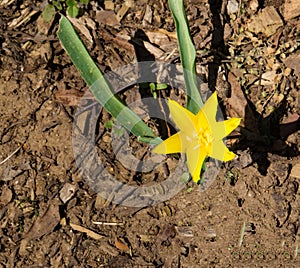 Yellow Star Grass - Hypoxis hirsute