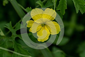 Yellow and star-shaped bitter melon plant flowers