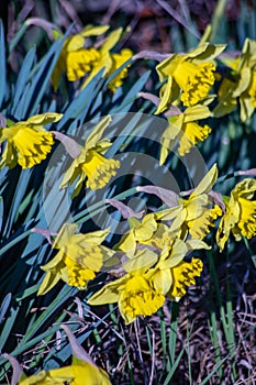 yellow star-shaped spring flowers that arise from their bulbs every year.