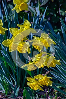 yellow star-shaped spring flowers that arise from their bulbs every year.