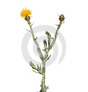 Yellow star-thistle flower, Centaurea solstitialis