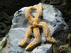 Yellow starfish on rock in water