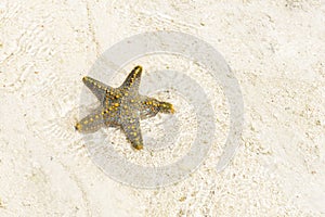 Yellow starfish on shore at sunny day