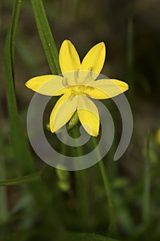 Yellow stargrass flower at Giuffrida Park in Meriden, Connecticut.