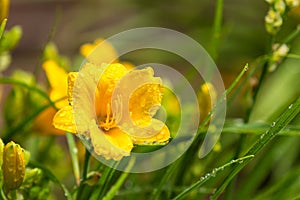 Yellow Stella de Oro Daylily