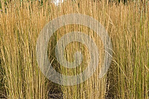 Yellow stick Grass background