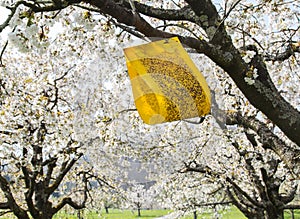 Yellow sticky cherry fruit fly trap hanging on cherry blooming tree