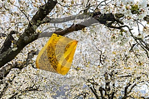 Yellow sticky cherry fruit fly traps to prevent pests