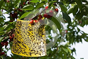 Yellow sticky fly paper in action