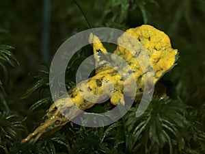 A yellow sticky plasmodium of a slime mold on moss