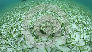 Yellow Stingray in Caribbean Sea