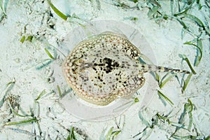 Yellow Stingray in Caribbean Seagrass Meadow