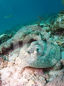 Yellow Stingray Florida Keys