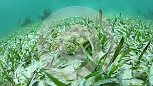 Yellow Stingray Swimming in Caribbean Sea