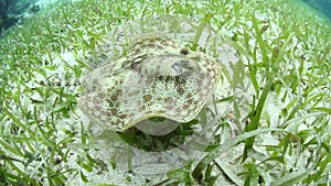 Yellow Stingray Swimming in Caribbean Seagrass