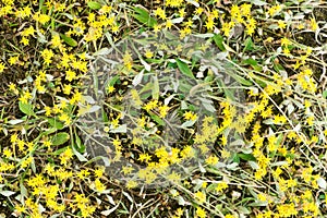 Yellow stonecrop flowers closeup