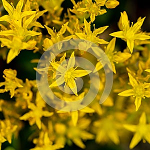 Yellow Stonecrop Wildflowers in Rocky Mountain National Park