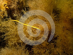 A yellow Straight-nose pipefish, Nerophis ophidion, in yellow seaweed at On, Limhamn, Malmo, Sweden