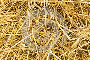 Yellow straw background texture, thatch heap, dried grass texture, hay