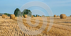 Yellow straw bales of hay in the stubble field