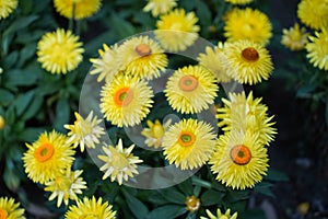 Yellow straw flower