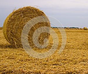 Yellow straw roll left on the field after wheat harvesting against the gray-blue sky