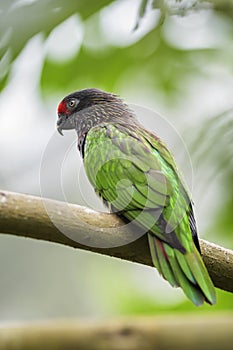 Yellow-streaked Lory - Chalcopsitta scintillata