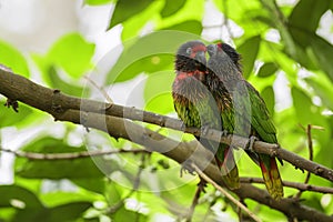 Yellow-streaked Lory - Chalcopsitta scintillata