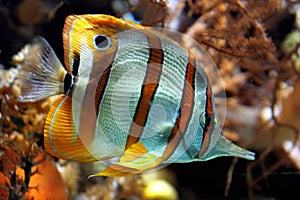 Yellow stripe fish