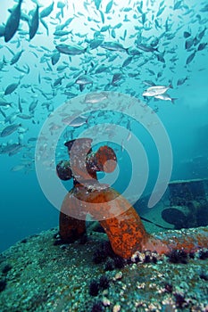 Yellow Stripe Snapper - Wreck Bow Ballard