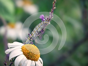 toadflax brocade caterpiller peeks over a purple flower photo