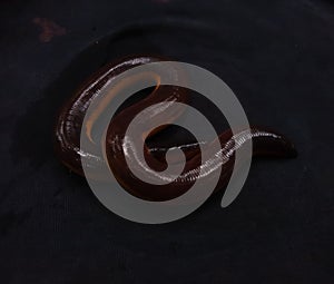 yellow striped caecilian (Ichthyophis beddomei)