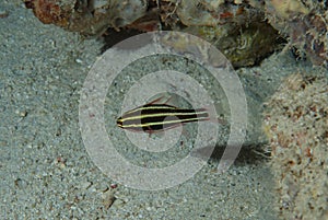 Yellow-striped Cardinalfish Apogon sp 8 photo
