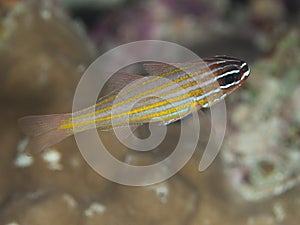 Yellow-striped cardinalfish photo
