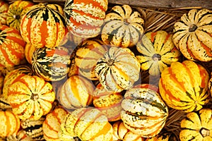 Yellow striped carnival dumpling squash