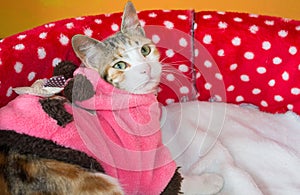 Yellow striped cat in hammock