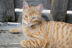 Yellow striped cat photo